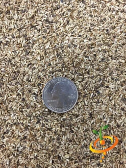 Endive - Broadleaf, Classic -seedsnow Sales Store Endive Broadleaf Classic 3