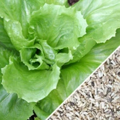 Endive - Broadleaf, Classic -seedsnow Sales Store Endive Broadleaf Classic seeds