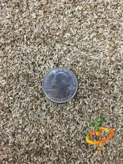 Endive - Green Curled 15 Endive - Green Curled -seedsnow Sales Store Endive Green Curled 3