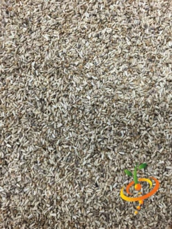 Endive - Green Curled 14 Endive - Green Curled -seedsnow Sales Store Endive Green Curled 4