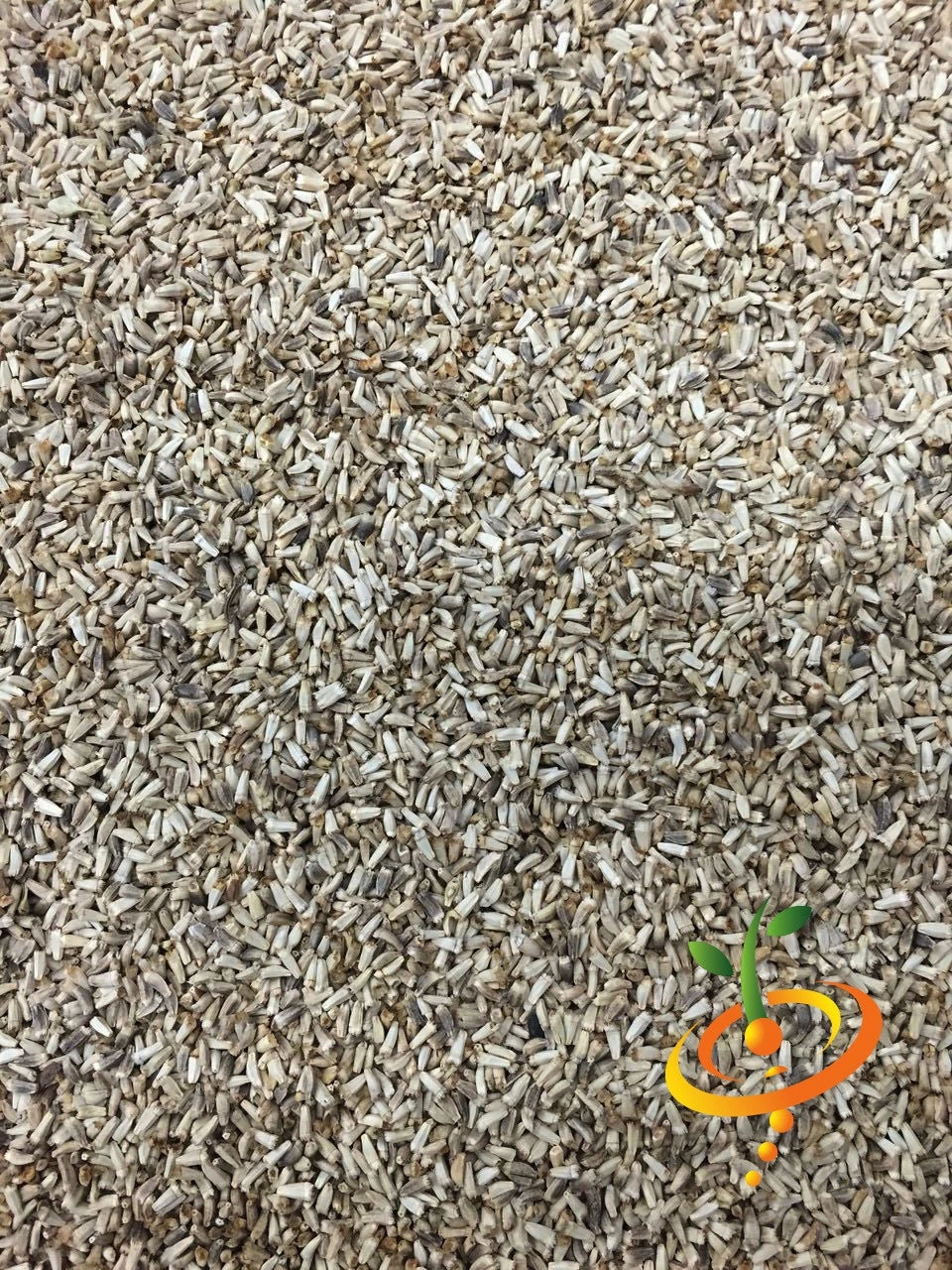 Endive - Green Curled 8 Endive - Green Curled - Image 6