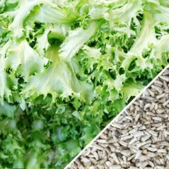 Endive - Green Curled 13 Endive - Green Curled -seedsnow Sales Store Endive Green Curled seeds 60ba515c a32b 4dcb bdc9 858b7e9cf2f5