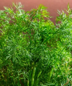 Dill - Dukat -seedsnow Sales Store Food Dill Herb Kitchen Herb Cucumber Herb Aromatic 2310268 fd3d0bf1 c9f0 4905 8f4e 912f3119f1b5