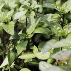 Basil, Cinnamon (Mexican Basil) 22 Basil, Cinnamon (Mexican Basil) -seedsnow Sales Store Forshopify 14 efb7d7d7 d15e 48ba aca5 853344297d68