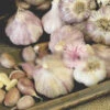 Garlic - (Hard Neck) Spanish Roja -seedsnow Sales Store Garlic HardNeck SpanishRoja