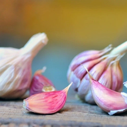 Garlic - (Soft Neck) Early Purple Italian (Organic) -seedsnow Sales Store Garlic Organic NON GMO Early Purple Italian