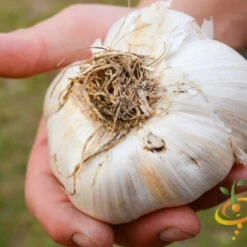 Garlic - (Soft Neck) - Elephant -seedsnow Sales Store Garlic Organic NON GMO Elephant