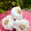 Garlic - (Soft Neck) Nootka Rose -seedsnow Sales Store Garlic Organic Non GMO Nootka Rose