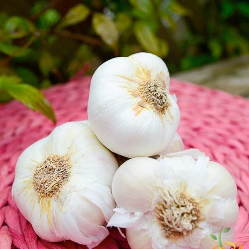 Garlic - (Soft Neck) Nootka Rose -seedsnow Sales Store Garlic Organic Non GMO Nootka Rose