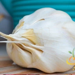 Garlic - (Soft Neck) Silver Rose