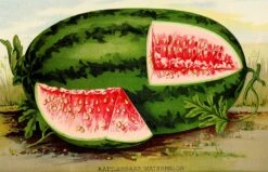 Front Page -seedsnow Sales Store Georgia Rattlesnake watermelon