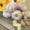 Garlic - (Hard Neck) German, Red -seedsnow Sales Store GermanRedGarlic