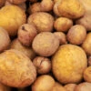 Potato (Mid-Season) - German Butterball (ORGANIC) -seedsnow Sales Store German Butterball Potatoes