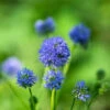 Flowers - Globe Gilia (Queen Anne’s Thimble) 2 Flowers - Globe Gilia (Queen Anne’s Thimble) -seedsnow Sales Store GlobeGiliaflowerseeds