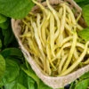 Bean, Bush - Golden Wax -seedsnow Sales Store GoldenWaxBean1