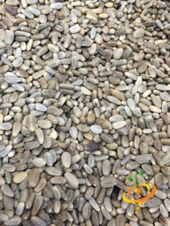 Artichoke - Green Globe -seedsnow Sales Store Green Globe 3