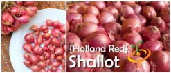 Shallot (sets) - Holland, Red (Organic) 9 Shallot (sets) - Holland, Red (Organic) -seedsnow Sales Store Holland Red Shallot Banner Image