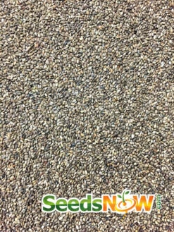 Horehound -seedsnow Sales Store Horehound 2