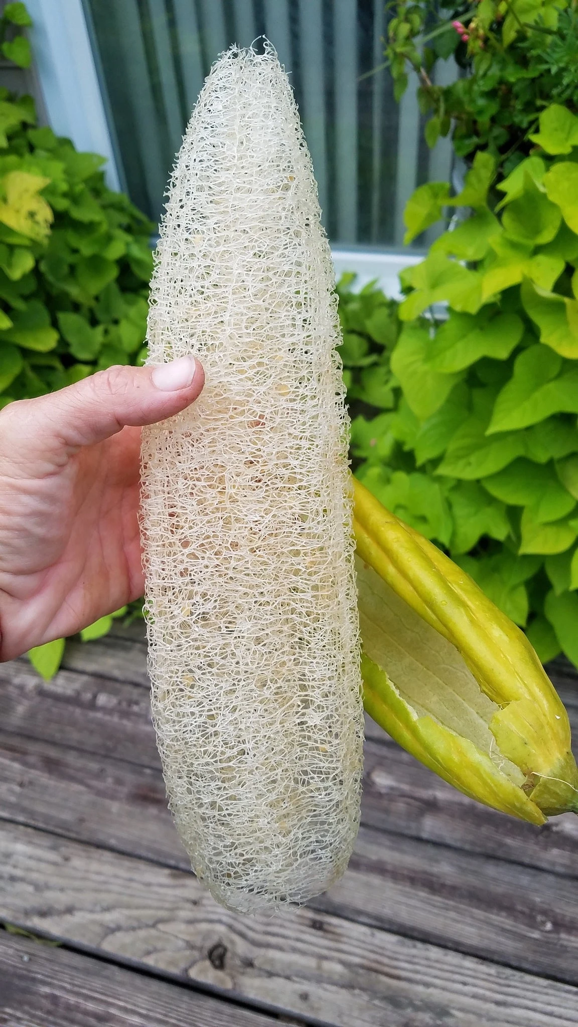 Gourd - Luffa 9 Gourd - Luffa - Image 7