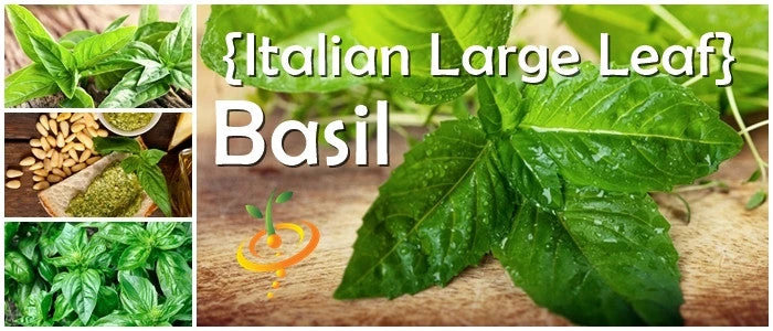 Basil, Italian Large Leaf 12 Basil, Italian Large Leaf - Image 10