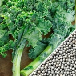 Kale - Classic, Blue Curled Scotch 17 Kale - Classic, Blue Curled Scotch -seedsnow Sales Store Kale Blue Curled Scotch seeds f7a7d1c4 aa08 4988 b2a9 3e86864cd058