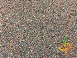 Kale - Lacinato "Dinosaur" Tuscan 15 Kale - Lacinato "Dinosaur" Tuscan -seedsnow Sales Store Kale Lacinato seeds 3