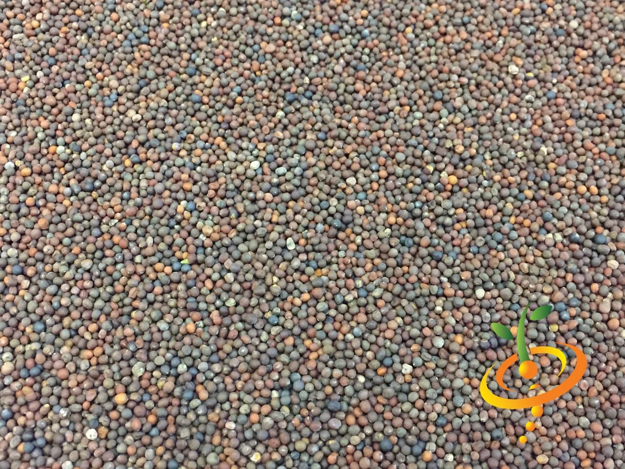 Kale - Lacinato "Dinosaur" Tuscan 9 Kale - Lacinato "Dinosaur" Tuscan - Image 7