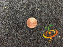 Kale - Siberian Dwarf -seedsnow Sales Store Kale Siberian Dwarf seeds 4