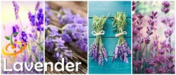 Lavender, English -seedsnow Sales Store Lavender
