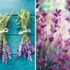 Lavender, English -seedsnow Sales Store Lavender 700x 5d565840 530f 415a 9b4b c71bd69d233a