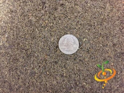 Lettuce - All Year Round -seedsnow Sales Store Lettuce All Year Round seeds 4