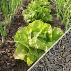Lettuce - All Year Round -seedsnow Sales Store Lettuce All Year Round seeds main