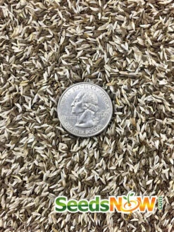 Lettuce - Gourmet/Mesclun Mix 17 Lettuce - Gourmet/Mesclun Mix -seedsnow Sales Store Lettuce Gourmet Mesclun Mix seeds 2