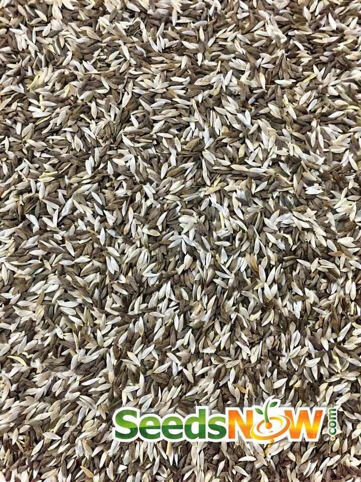 Lettuce - Gourmet/Mesclun Mix 9 Lettuce - Gourmet/Mesclun Mix - Image 7