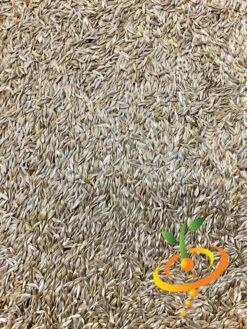 Lettuce - Iceberg -seedsnow Sales Store Lettuce Iceberg seeds 1