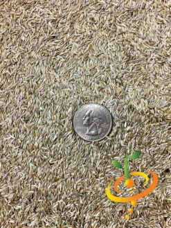 Lettuce - Iceberg -seedsnow Sales Store Lettuce Iceberg seeds 2