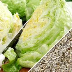 Lettuce - Iceberg -seedsnow Sales Store Lettuce Iceberg seeds 28ecc38a a5ec 458d 95db 316cf0949cad