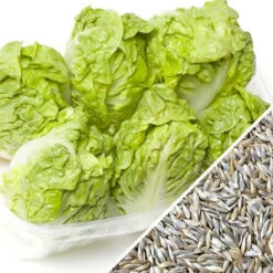 Lettuce - Little Gem -seedsnow Sales Store Lettuce Little Gem seeds