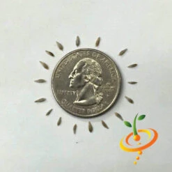 Lettuce - Little Gem -seedsnow Sales Store Lettuce Little Gem seeds 1