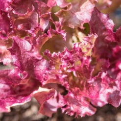 Lettuce - Lollo Rossa -seedsnow Sales Store Lettuce Lollo Rossa seeds
