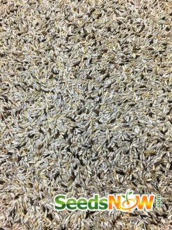 Lettuce - Lollo Rossa -seedsnow Sales Store Lettuce Lollo Rossa seeds 1