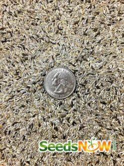 Lettuce - Lollo Rossa -seedsnow Sales Store Lettuce Lollo Rossa seeds 2