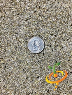 Lettuce - Romaine, Classic "Paris Island Cos" -seedsnow Sales Store Lettuce Romaine Classic seeds 1