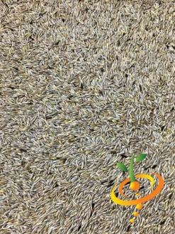 Lettuce - Romaine, Classic "Paris Island Cos" -seedsnow Sales Store Lettuce Romaine Classic seeds 4