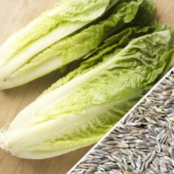 Lettuce - Romaine, Classic "Paris Island Cos" -seedsnow Sales Store Lettuce Romaine Classic seeds f159689d 2dad 4c23 af7d 231afec59ad9