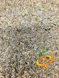 Lettuce - Romaine, Dark Green -seedsnow Sales Store Lettuce Romaine Dark Green seeds 3