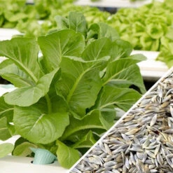 Lettuce - Romaine, Dark Green -seedsnow Sales Store Lettuce Romaine Dark Green seeds 6d4ef0fb dc0f 419d b69c 718298cbaab1