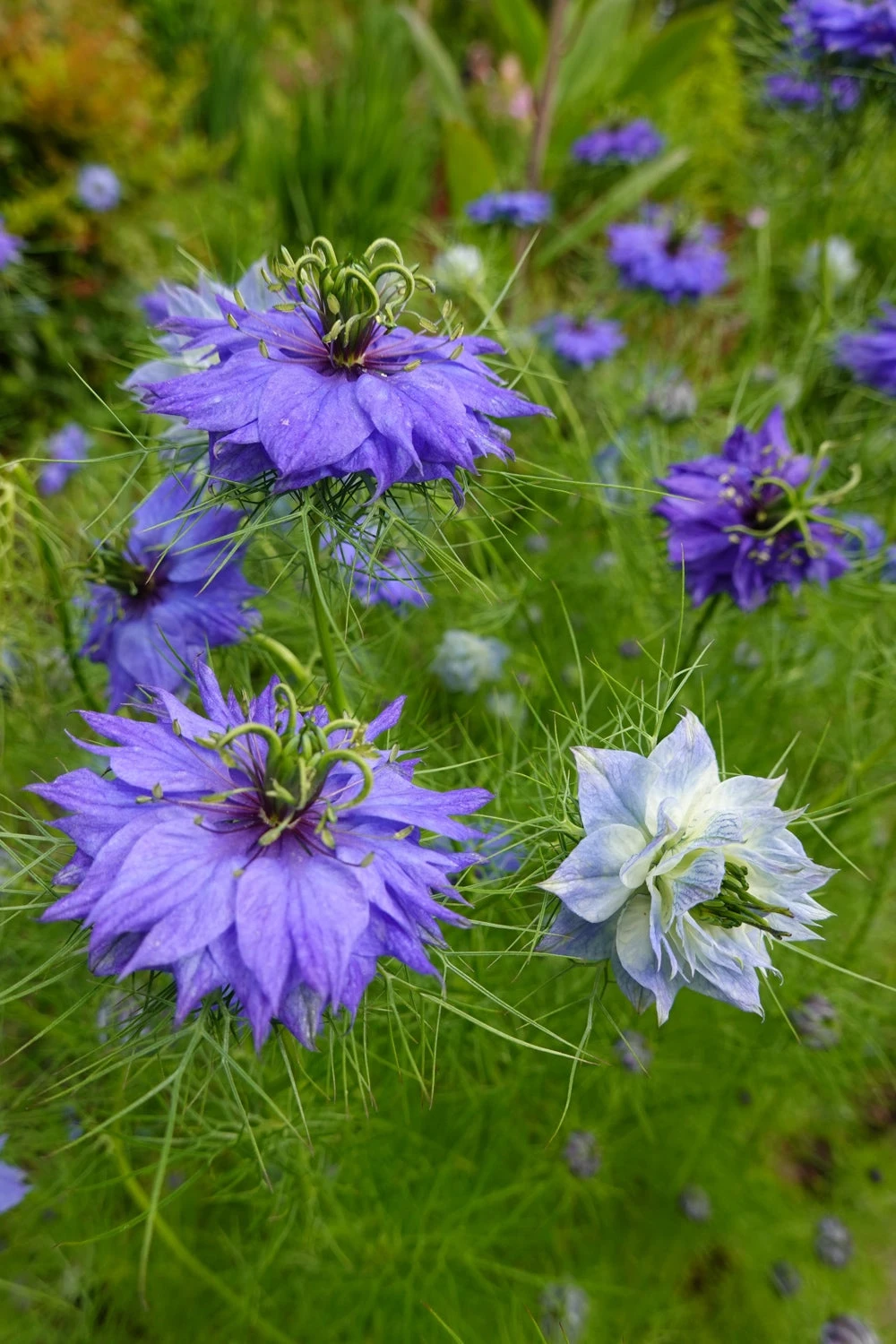 Flowers - Love-in-a-Mist 4 Flowers - Love-in-a-Mist - Image 2