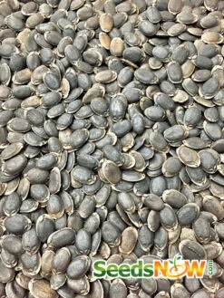 Gourd - Luffa 25 Gourd - Luffa -seedsnow Sales Store Luffa Gourd Seeds 100 Heirloom Non Hybrid Non GMO 1