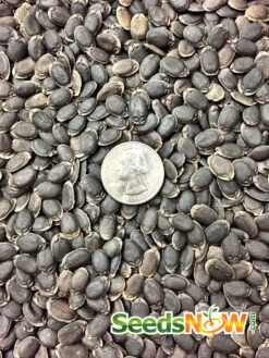 Gourd - Luffa 24 Gourd - Luffa -seedsnow Sales Store Luffa Gourd Seeds 100 Heirloom Non Hybrid Non GMO 2